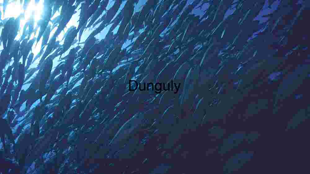 Underwater Serenity: A School of Fish in the Ocean Depths