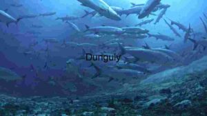 Sunlit Starfish Sanctuary