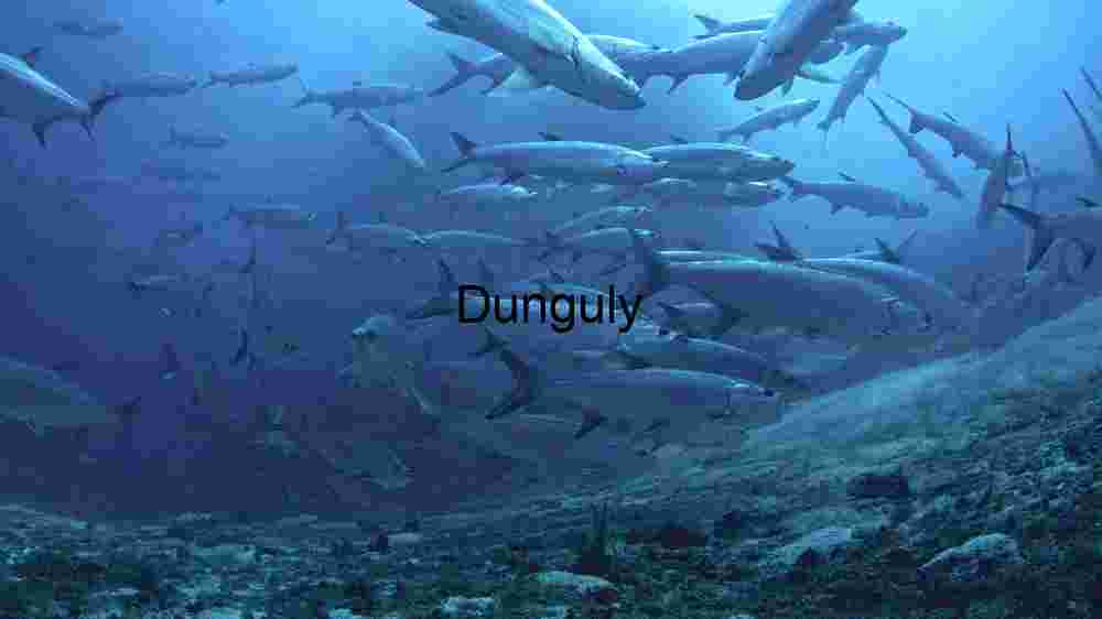 Sunlit Starfish Sanctuary