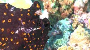 Sunlit Starfish Sanctuary