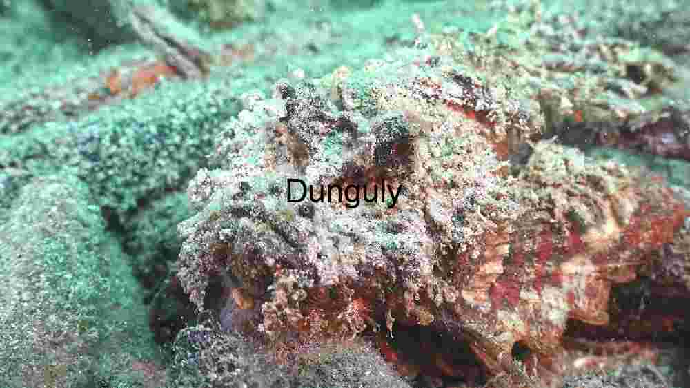 Sunlit Starfish Sanctuary