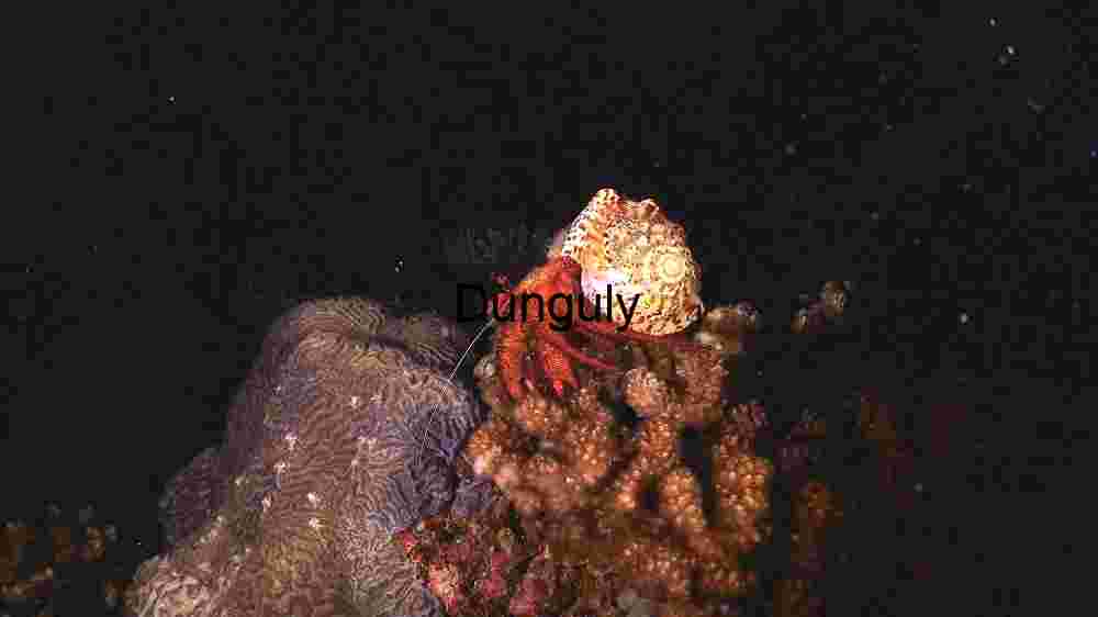 Isolation and Beauty: Hermit Crab on Coral