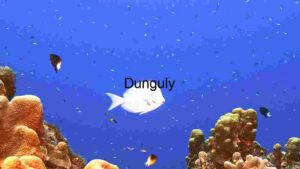 Tranquil Underwater Wonderland