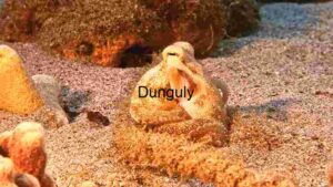 Underwater Marvel: The Octopus in Its Natural Habitat