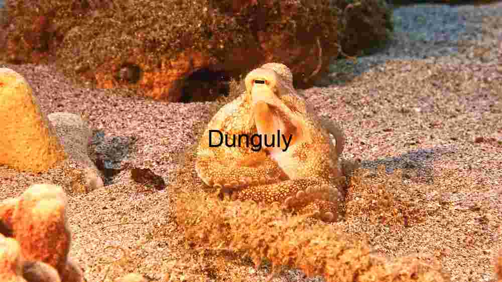 Underwater Marvel: The Octopus in Its Natural Habitat