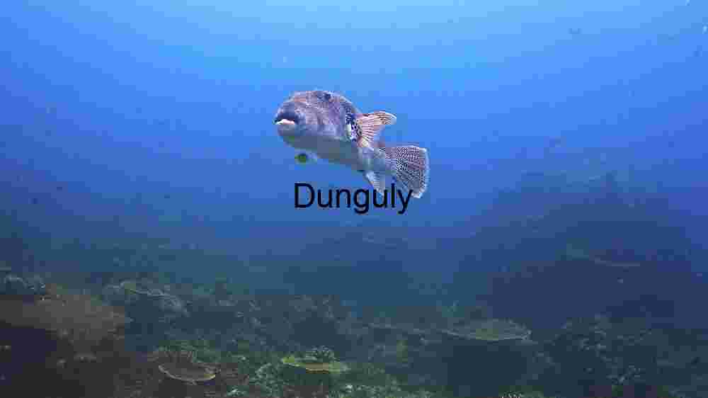 Underwater Serenity: A Pufferfish's Silent Swim