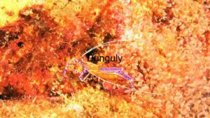 Vibrant Pederson Cleaner Shrimp in its Natural Habitat