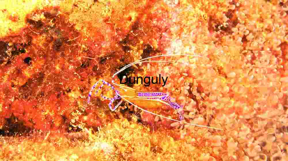 Vibrant Pederson Cleaner Shrimp in its Natural Habitat