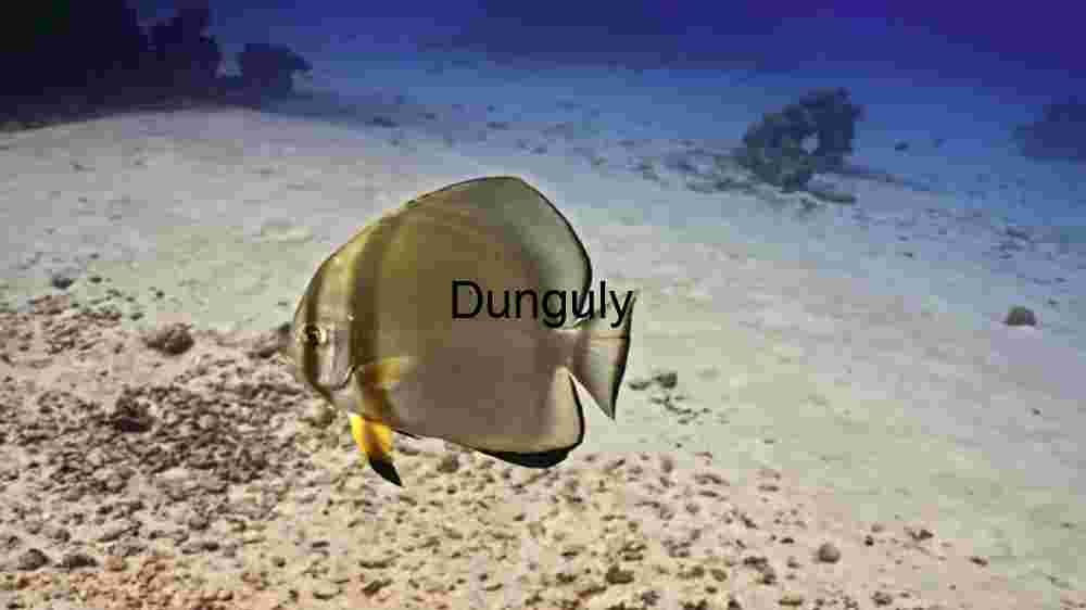 Vibrant Pederson Cleaner Fish in its Natural Habitat