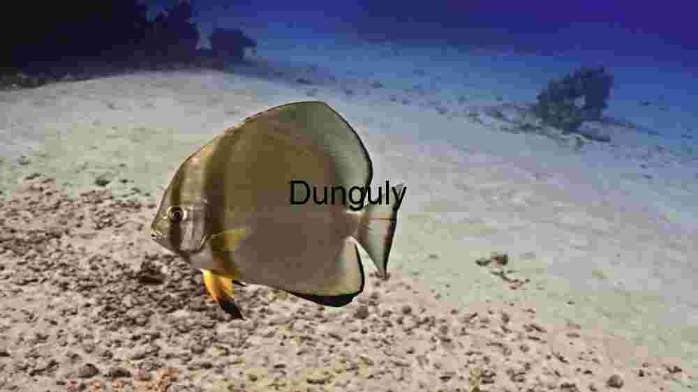 Vibrant Pederson Cleaner Shrimp in its Natural Habitat