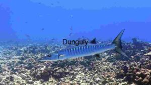 Majestic Barracuda in its Natural Habitat