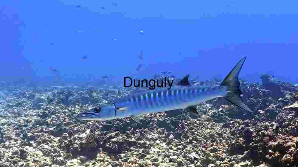 Majestic Barracuda in its Natural Habitat