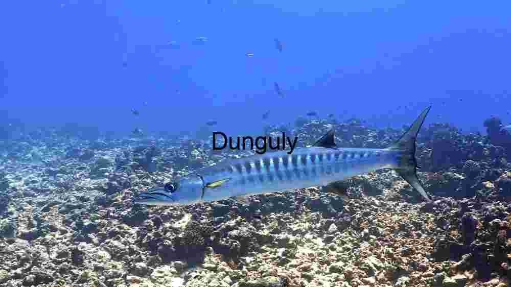 Barracuda Under Sea