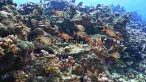 Underwater Serenity: A Glimpse into the Coral Reef Ecosystem