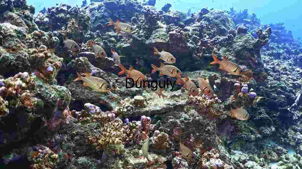 Underwater Serenity: A Glimpse into the Coral Reef Ecosystem