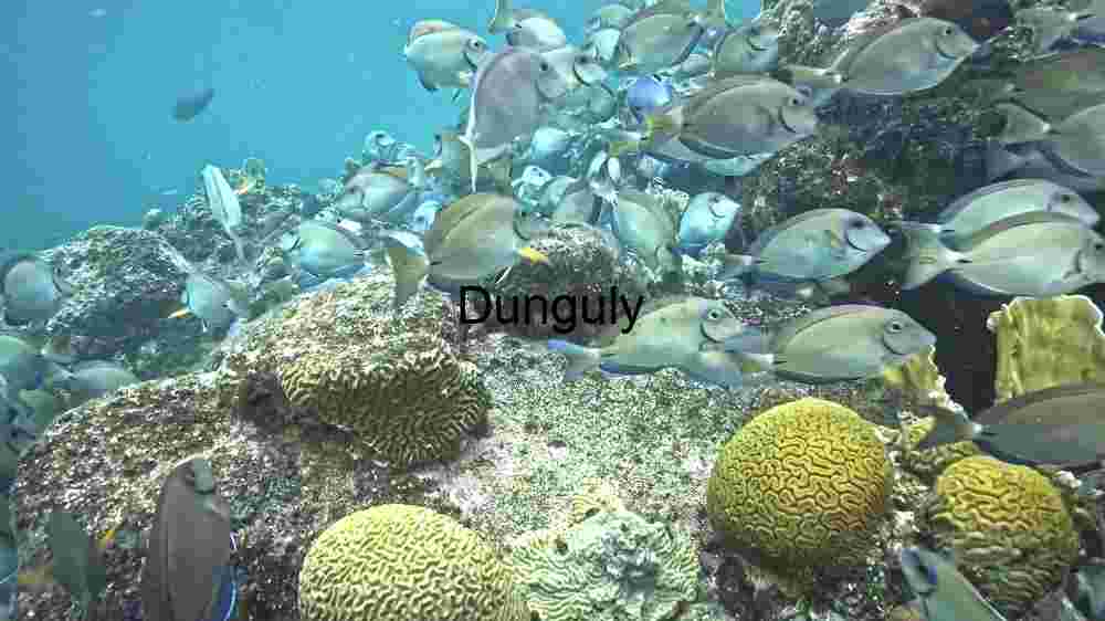 Underwater Serenity: A Glimpse into the Coral Reef Ecosystem