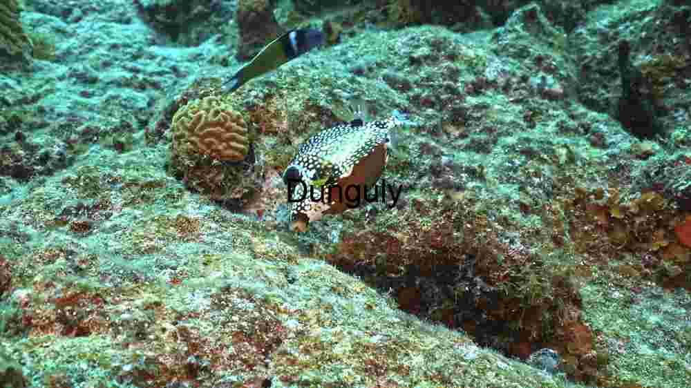 Underwater Marvels: A Glimpse of Marine Biodiversity