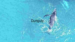 Driving in Water : Dolphin