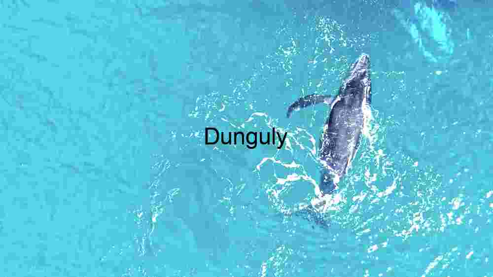 Driving in Water : Dolphin