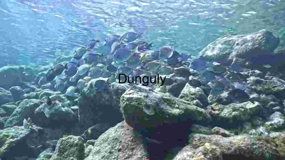 Underwater Serenity: A School of Fish Amidst Rocky Terrain