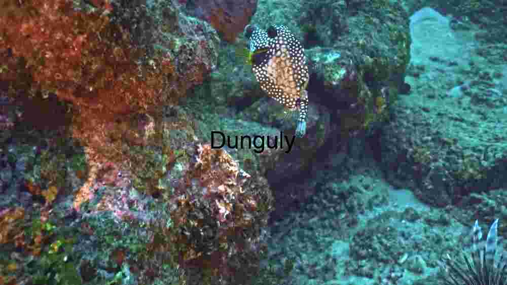 Underwater Serenity: A School of Fish Amidst Rocky Terrain