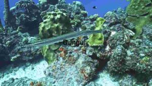 Underwater Marvel: A Spotted Pufferfish in its Natural Habitat