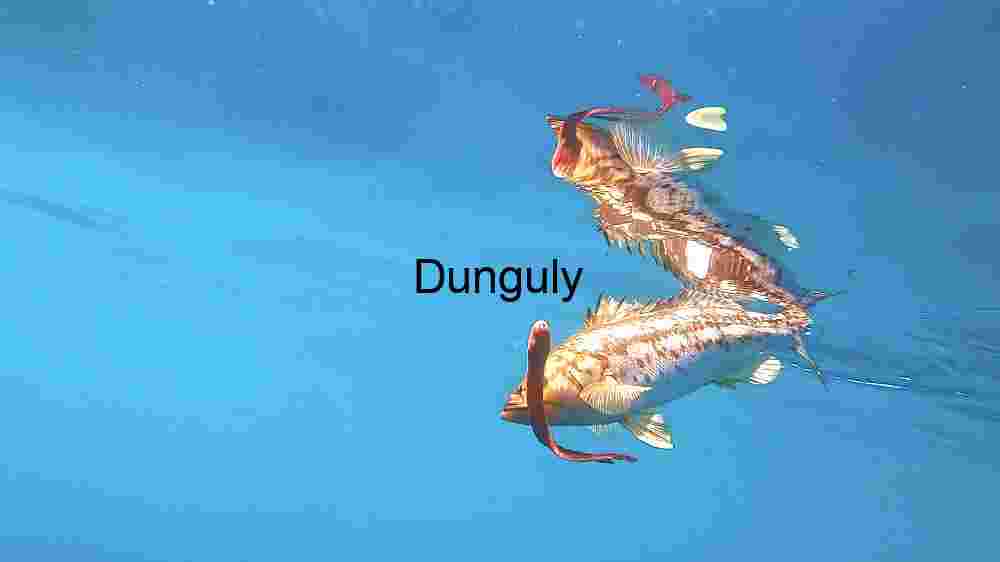 Underwater Grace: A Pair of Fish in Sync