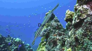 Spotted Pufferfish in its Natural Habitat