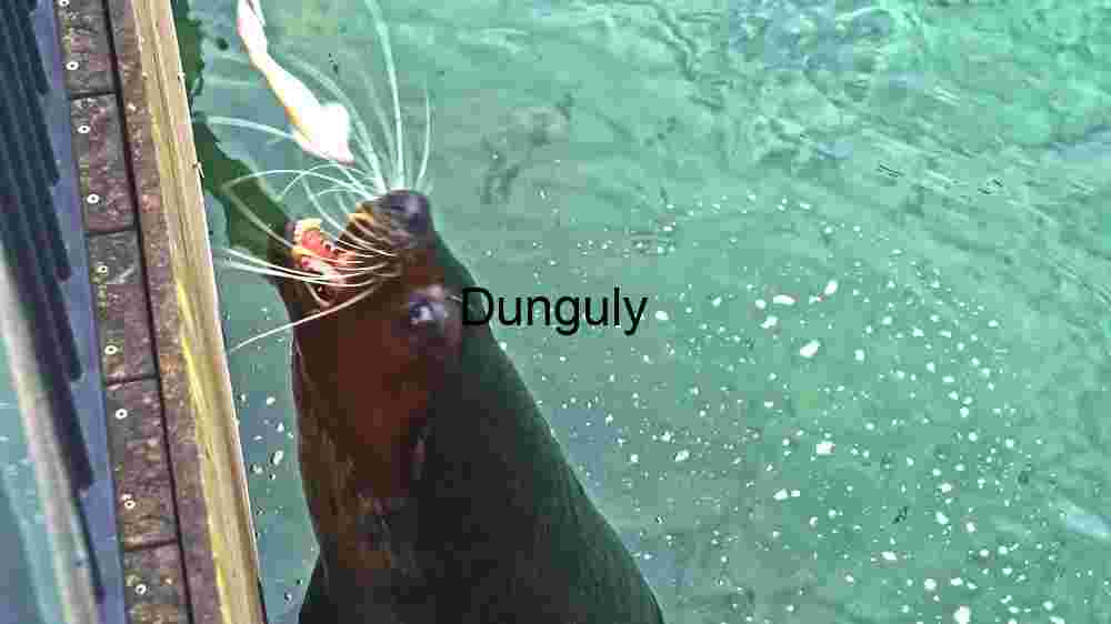 Spotted Pufferfish in its Natural Habitat