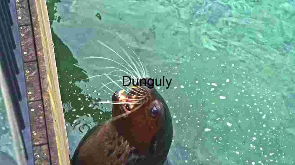 Underwater Photography Pufferfish Marine Life