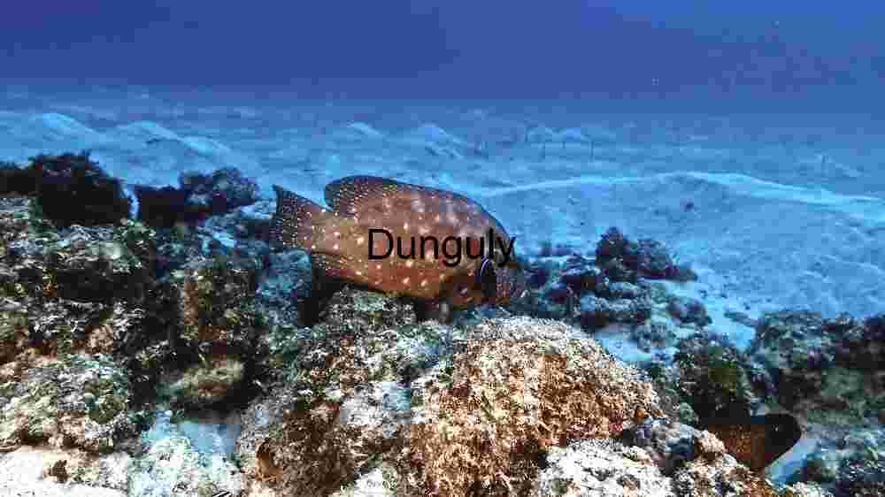 Aquatic Grace: A Sea Lion's Water Dance