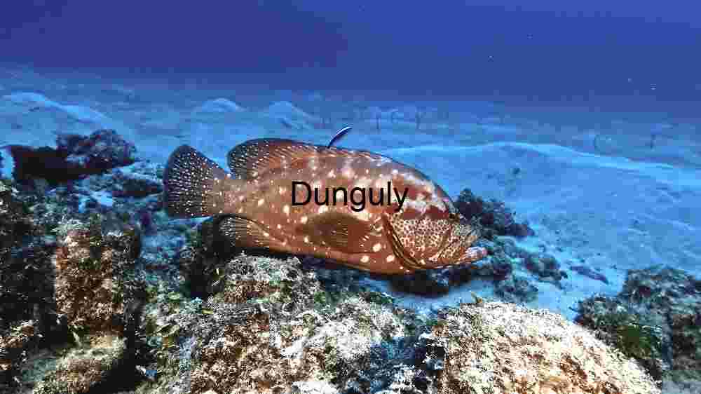 A Sea Fish Water Dance