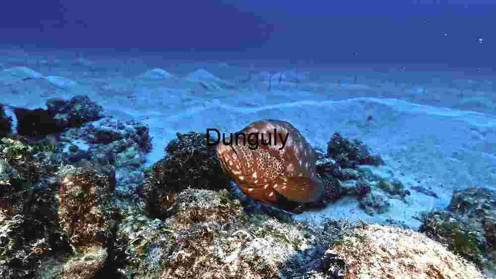 Fish Dancing in Water