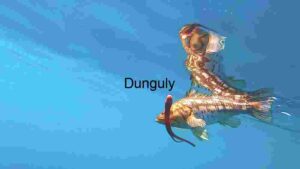 Fish Syncing Under Water