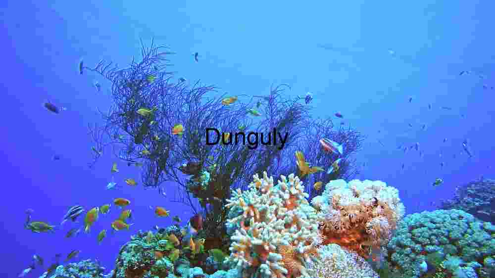 Underwater Serenity: A Glimpse into the Marine Ecosystem