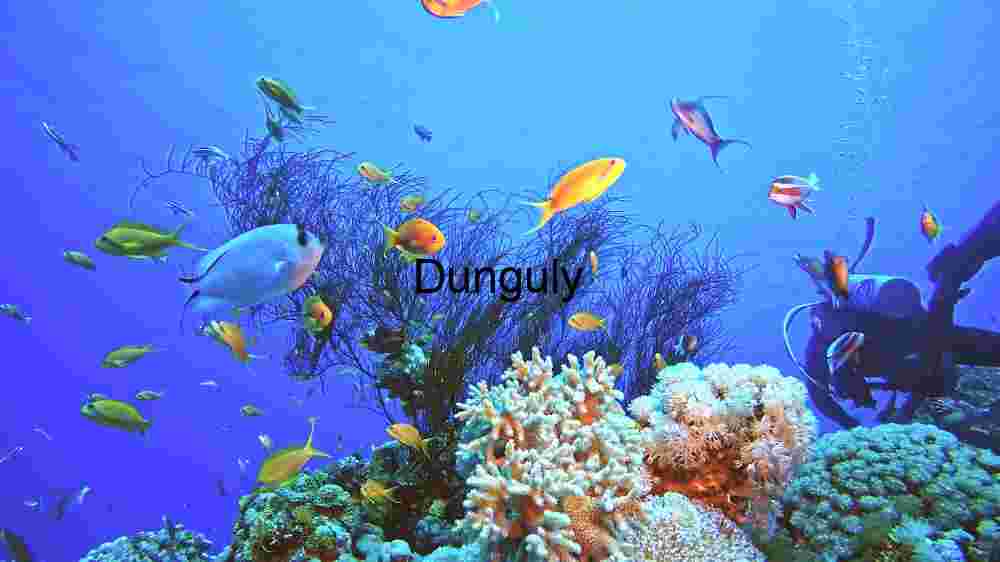 diverse marine ecosystem