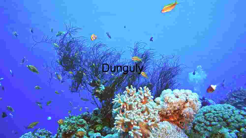 Coral Reef, Fish Species