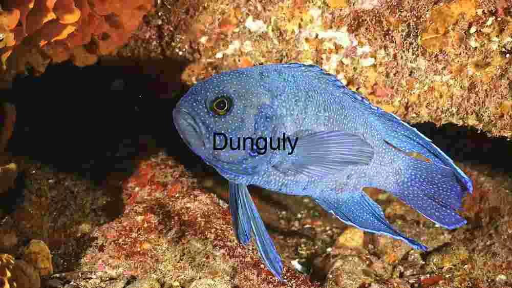 Vibrant Blue Damselfish in its Natural Habitat