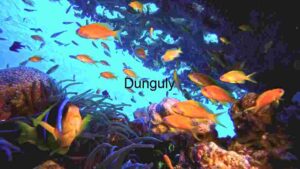 Marine Biology Ocean Life