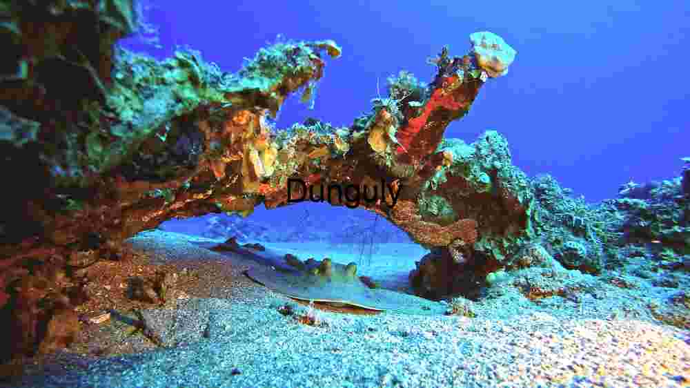 Underwater Serenity: A Glimpse into the Aquatic Wilderness