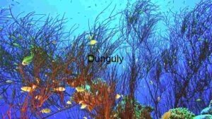 vibrant and dynamic underwater ecosystem