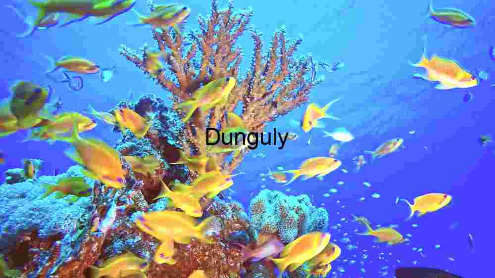 Dive into the serene beauty of a coral reef teeming with life