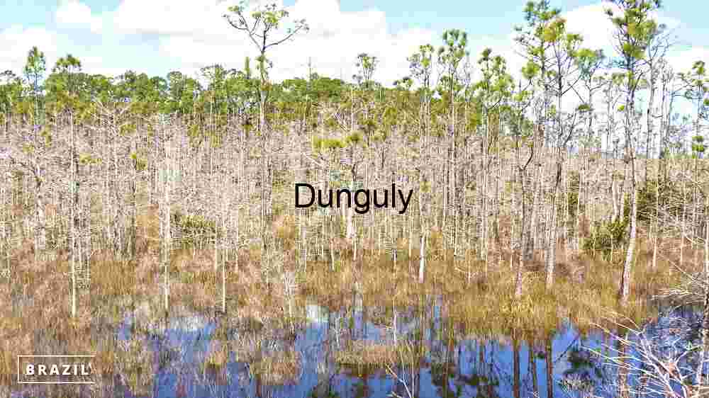 Pristine Wetlands of Brazil