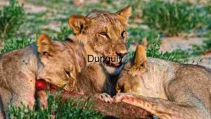 Pride at Dusk: A Lioness and Her Cubs Sharing a Meal