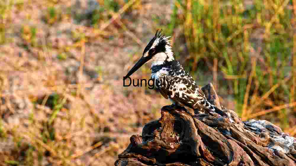 Perched Elegance: A Pied Kingfisher in the Wild