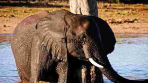 Majestic African Elephant by the Waterhole