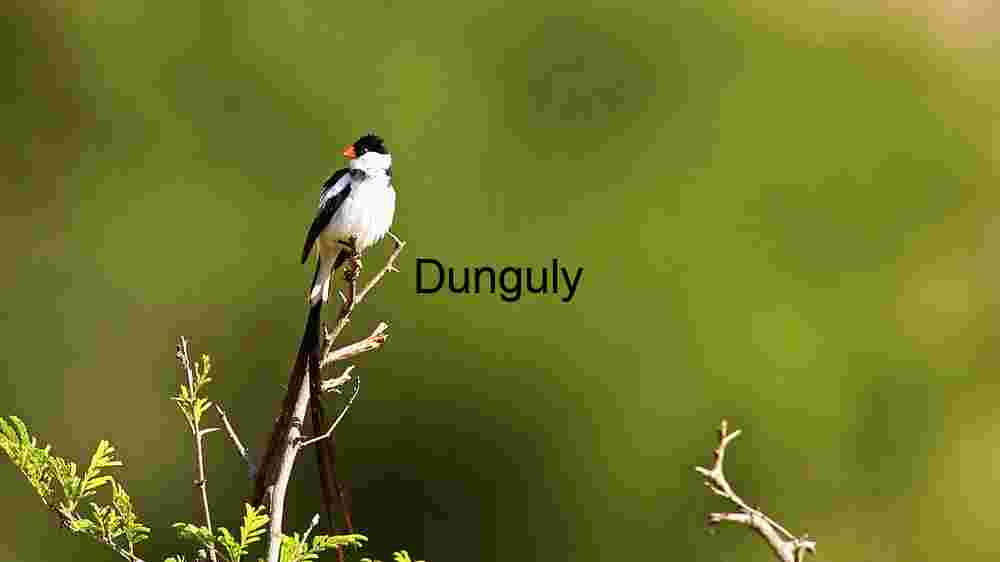 Perched Elegance: A Pin-tailed Whydah in the Wild