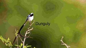 Pin-tailed Whydah in the Wild