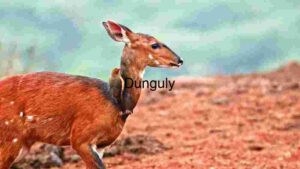 Symbiotic Serenity: A Deer and Bird in the Wild