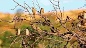 Perch of Diversity: A Glimpse into Avian Life